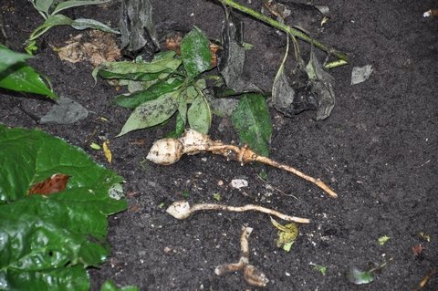 Week van de Smaak 2012 - Smaaklessen